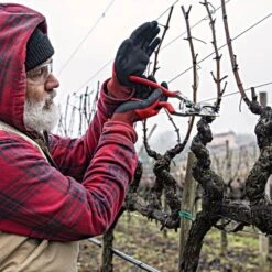 Felco 13 Multipurpose Pruning Shears - Use With 1 Or 2 Hands 11 Felco 13 Multipurpose Pruning Shears - Use With 1 Or 2 Hands -Outdoor Garden Store 13fel in use 3