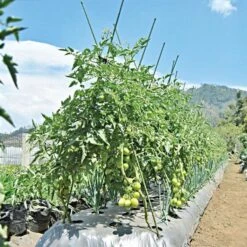 Knotty Takiron Green Steel Stakes, 3/4"x 6', Bundle Of 10 -Outdoor Garden Store 206tsk 5