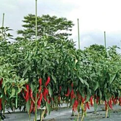 Knotty Takiron Green Steel Stakes, 3/4"x 6', Bundle Of 10 -Outdoor Garden Store 206tsk 6