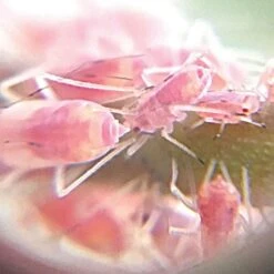 Active Eye Universal Mobile Phone Microscope -Outdoor Garden Store aem60c 7