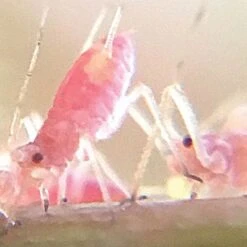 Active Eye Universal Mobile Phone Microscope -Outdoor Garden Store aem60c 8