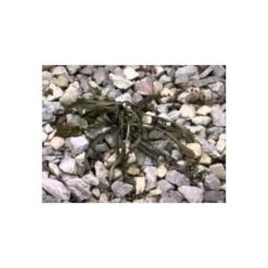 Red Dragon; 400,000 BTU Torch Kit -Outdoor Garden Store hqdefault 12 1