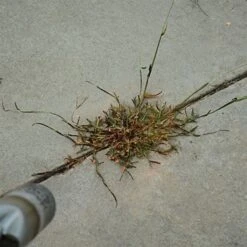 Red Dragon; 400,000 BTU Torch Kit -Outdoor Garden Store t230 6